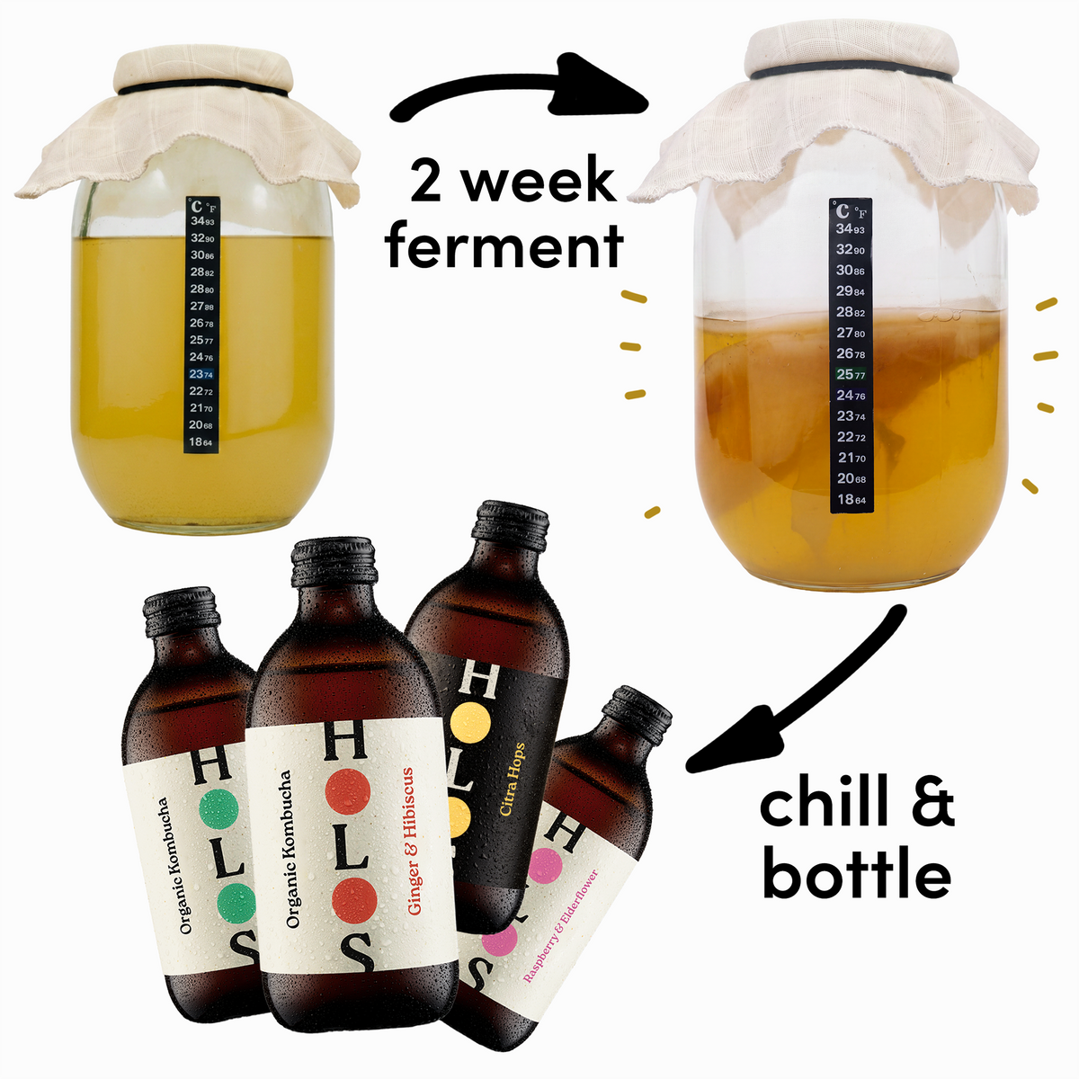 Organic Kombucha Brewing Kit with SCOBY